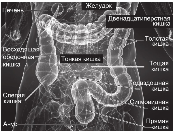 pokazaniya-k-provedeniyu-magnitno-rezonansnoj-tomografii.jpg